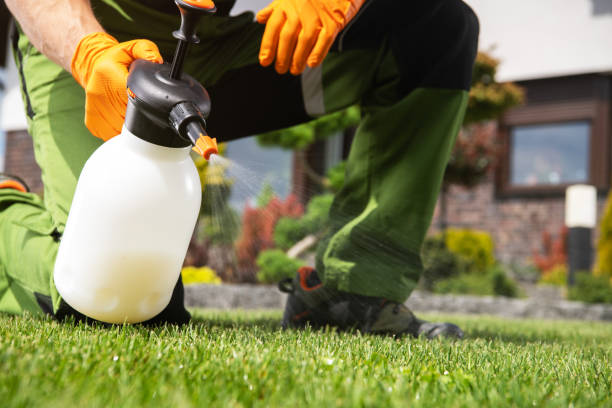 Best Local Pest Control Services  in Lyncourt, NY