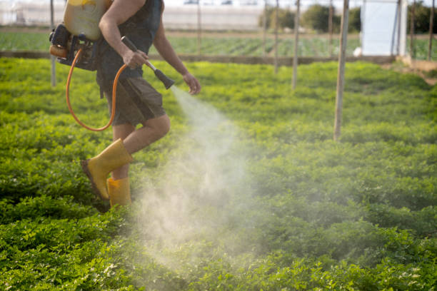 Best Pest Control for Homes  in Lyncourt, NY