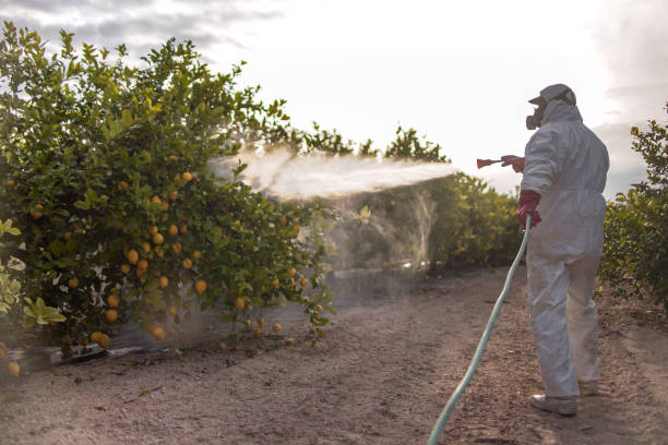Best Best Pest Control Companies  in Lyncourt, NY