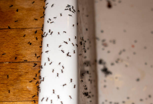 Best Ant Control Services  in Lyncourt, NY