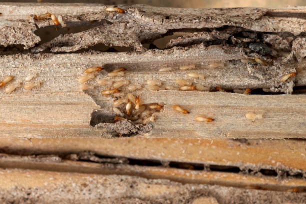 Best Insect Control  in Lyncourt, NY