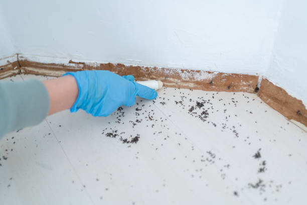 Insect Control in Lyncourt, NY
